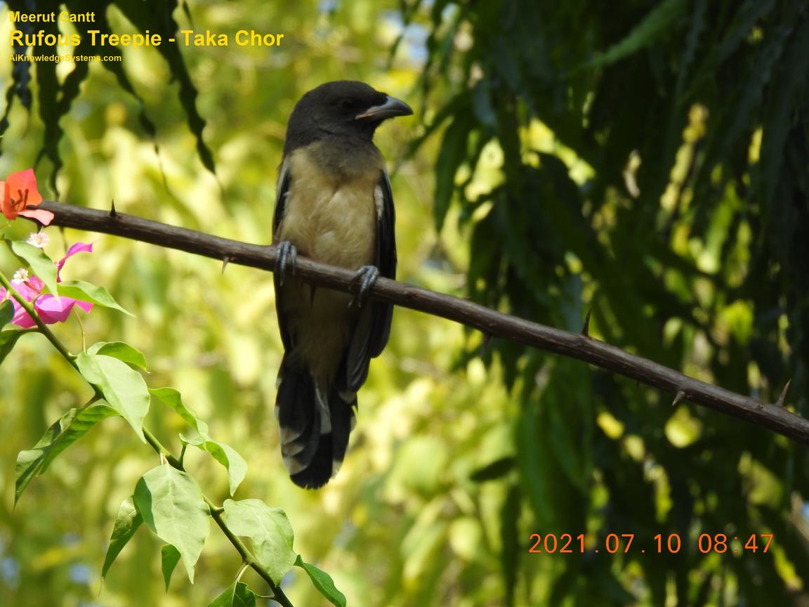 Rufous Treepie (73) Coming Soon